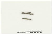 藏品(長葉疣鱗蘚)的圖片